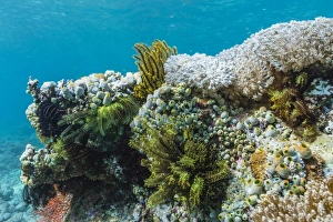 Komodo Island Prints: Underwater reef system on pink sand beach