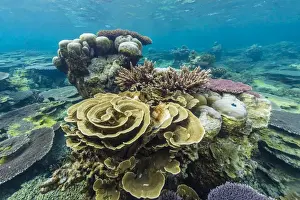 Borneo Prints: Underwater reef on a remote small Islet in the Badas Island Group off Borneo, Indonesia