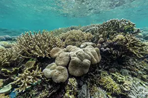 Health Prints: Underwater scene with corals and fishes in Misool