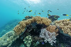 Snorkeling Prints: Underwater scene with corals and tropical fish in Misool, Raja Ampat, Papua, Indonesia