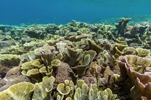 Health Prints: Underwater scene with corals and tropical fish in Misool, Raja Ampat, Papua, Indonesia