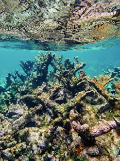 Touristic Prints: Underwater scene of the Hol Chan Marine Reserve