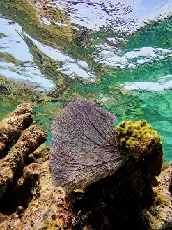Sustainable Prints: Underwater scene of the Hol Chan Marine Reserve