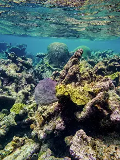 Shallow Prints: Underwater scene of the Hol Chan Marine Reserve