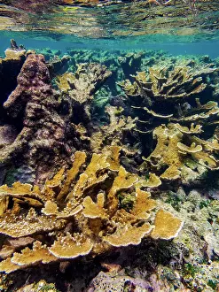 Visibility Prints: Underwater scene of the Hol Chan Marine Reserve