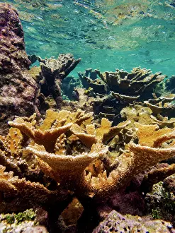 Snorkeling Prints: Underwater scene of the Hol Chan Marine Reserve