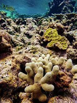 Snorkeling Prints: Underwater scene of the Hol Chan Marine Reserve