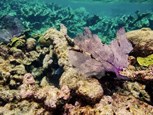 Snorkeling Prints: Underwater scene of the Hol Chan Marine Reserve