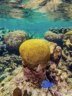 Awareness Prints: Underwater scene of the Hol Chan Marine Reserve