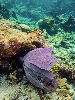 Snorkeling Prints: Underwater scene of the Hol Chan Marine Reserve
