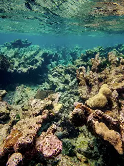 Gear Prints: Underwater scene of the Hol Chan Marine Reserve