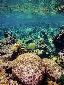 Snorkeling Prints: Underwater scene of the Hol Chan Marine Reserve
