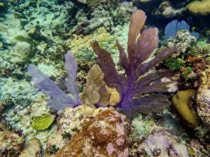 Pictures Prints: Underwater scene of the Hol Chan Marine Reserve