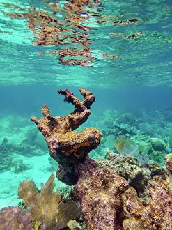 Gear Prints: Underwater scene of the Hol Chan Marine Reserve