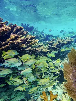 Effort Prints: Underwater scene of the Hol Chan Marine Reserve