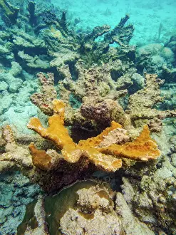 Oceanic Prints: Underwater scene of the Hol Chan Marine Reserve