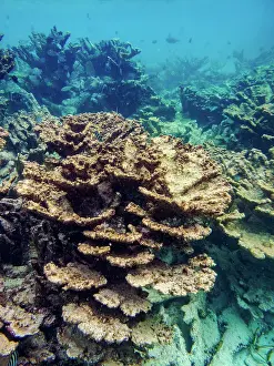 Snorkeling Prints: Underwater scene of the Hol Chan Marine Reserve