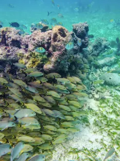 Snorkeling Prints: Underwater scene of the Hol Chan Marine Reserve
