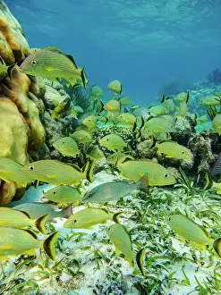 Snorkeling Prints: Underwater scene of the Hol Chan Marine Reserve
