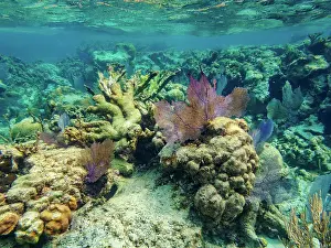 Snorkeling Prints: Underwater scene of the Hol Chan Marine Reserve