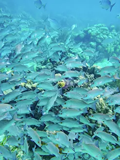 Snorkeling Prints: Underwater scene of the Hol Chan Marine Reserve