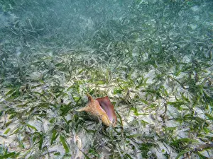 Invertebrates Prints: Underwater scene of the Hol Chan Marine Reserve