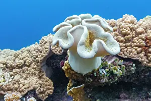Indonesia Prints: Underwater scene showcasing corals and tropical fish in Misool