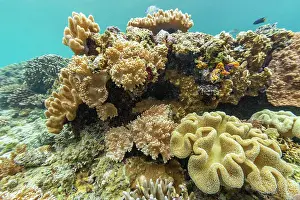 Health Prints: Underwater scene with soft and hard corals and tropical fish in Misool