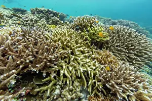 Health Prints: Underwater scene with soft and hard corals and tropical fish in Raja Ampat