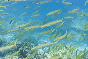 Fishes Prints: Underwater, Southern Thailand, Andaman Sea, Indian Ocean, Asia