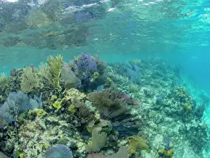 Seagrass Prints: Underwater view of the reef along the circumference of the Great Blue Hole on Lighthouse Reef