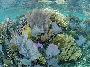 Corals Prints: Underwater view of the reef along the circumference of the Great Blue Hole on Lighthouse Reef