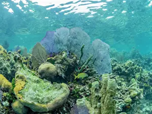 Trips Prints: Underwater view of the reef along the circumference of the Great Blue Hole on Lighthouse Reef