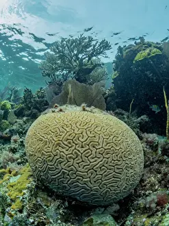 Experiences Prints: Underwater view of the reef along the circumference of the Great Blue Hole on Lighthouse Reef