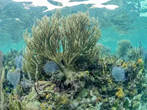 Spots Prints: Underwater view of the reef along the circumference of the Great Blue Hole on Lighthouse Reef