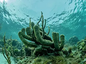 Awareness Prints: Underwater view of the reef along the circumference of the Great Blue Hole on Lighthouse Reef