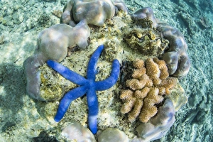 Indonesian Prints: Underwater view of the reef on Pulau Lintang Island, Anambas Archipelago, Indonesia