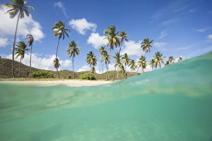 Underwater view of the sandy beach surrounded by palm trees, Morris Bay, Antigua