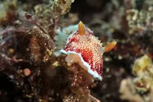 Images Dated 24th December 2011: Undescribed chromodoris sp 7 nudibranch, Philippines, Southeast Asia, Asia