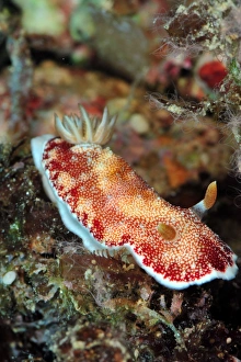 Nudibranch Prints: Undescribed chromodoris sp 7 nudibranch, Philippines, Southeast Asia, Asia