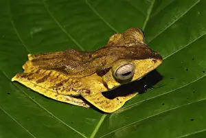 Frog Prints: Unidentified Bornean tree frog species found in primary rainforest, Danum Valley