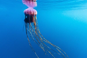 Antarctica Prints: Unidentified large jellyfish in brash ice