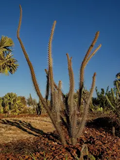 Tall Prints: Unique plants grow in the garden of Relais de la Reine Hotel in Isalo