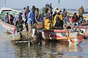 Images Dated 3rd January 2009: Unloading fishing boats (pirogues), Mbour Fish Market, Mbour, Senegal, West Africa