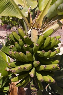 Banana Prints: Unripe bananas, Tenerife, Canary Islands, Spain, Europe