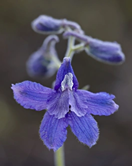 Upland larkspur (Delphinium nuttallianum), Yellowstone National Park, Wyoming, United States of America, North America