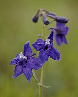 Wild Flower Prints: Upland larkspur (Delphinium nuttallianum)