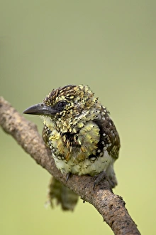 Images Dated 10th February 2007: Usambiro barbet (Trachyphonus usambiro), Serengeti National Park, Tanzania