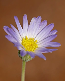 Canyon Country Prints: Utah daisy (Erigeron utahensis), Canyon Country, Utah, United States of America