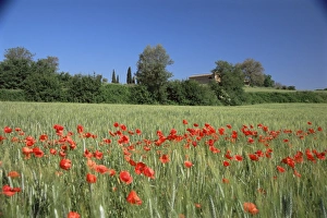 Arezzo Prints: Val di Chiana